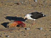 TONY HOWES - Gull with grey seal pup